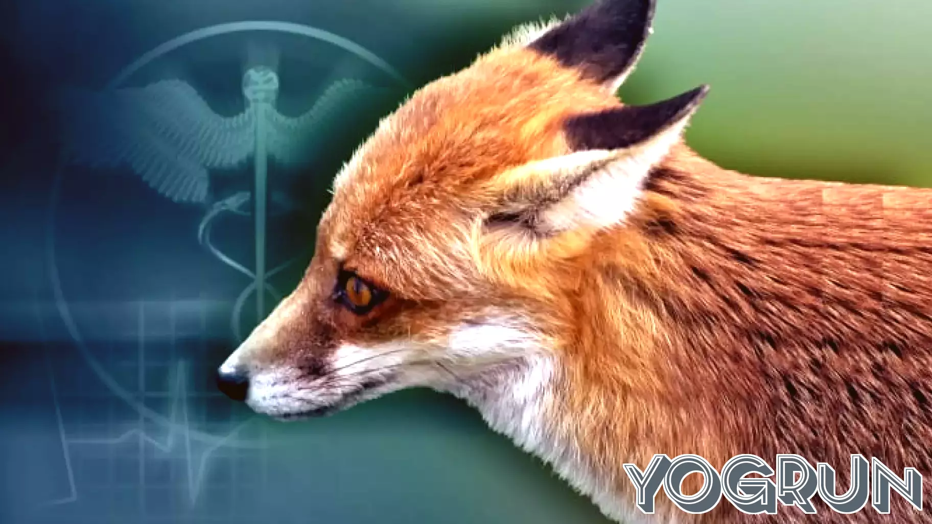 Bexar County Reports Additional Rabies Cases in Foxes