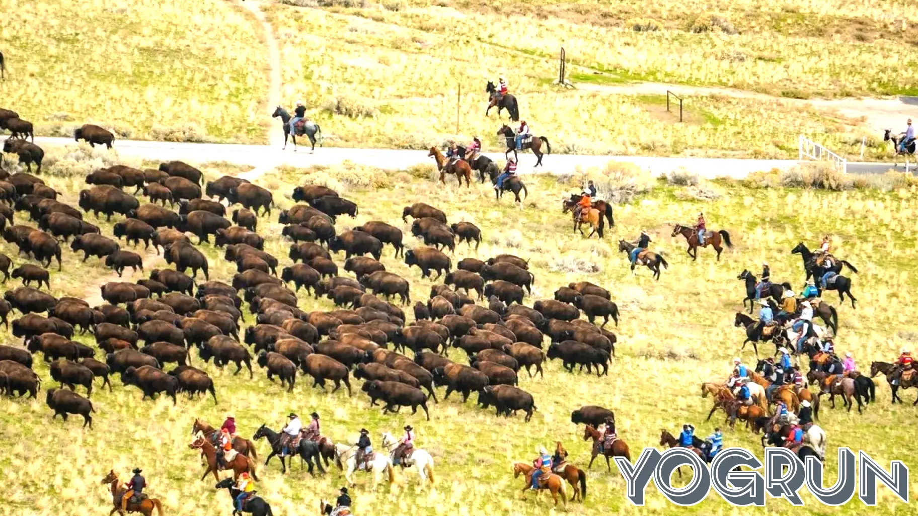 Hundreds of Antelope Island bison rounded up ahead of health checks, auction