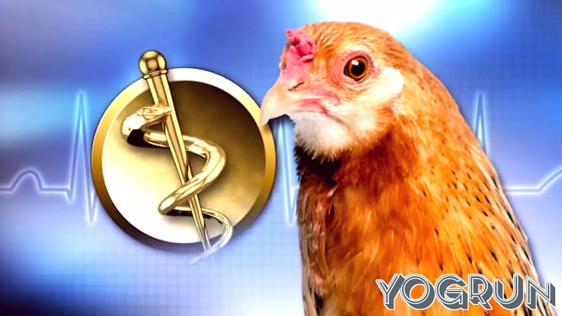 Michigan health officials warn of rising Salmonella outbreaks linked to backyard poultry