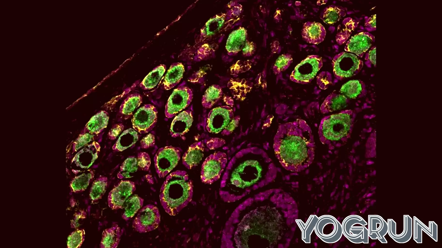 New Insights into Primate Ovarian Reserve Development by UCLA Scientists