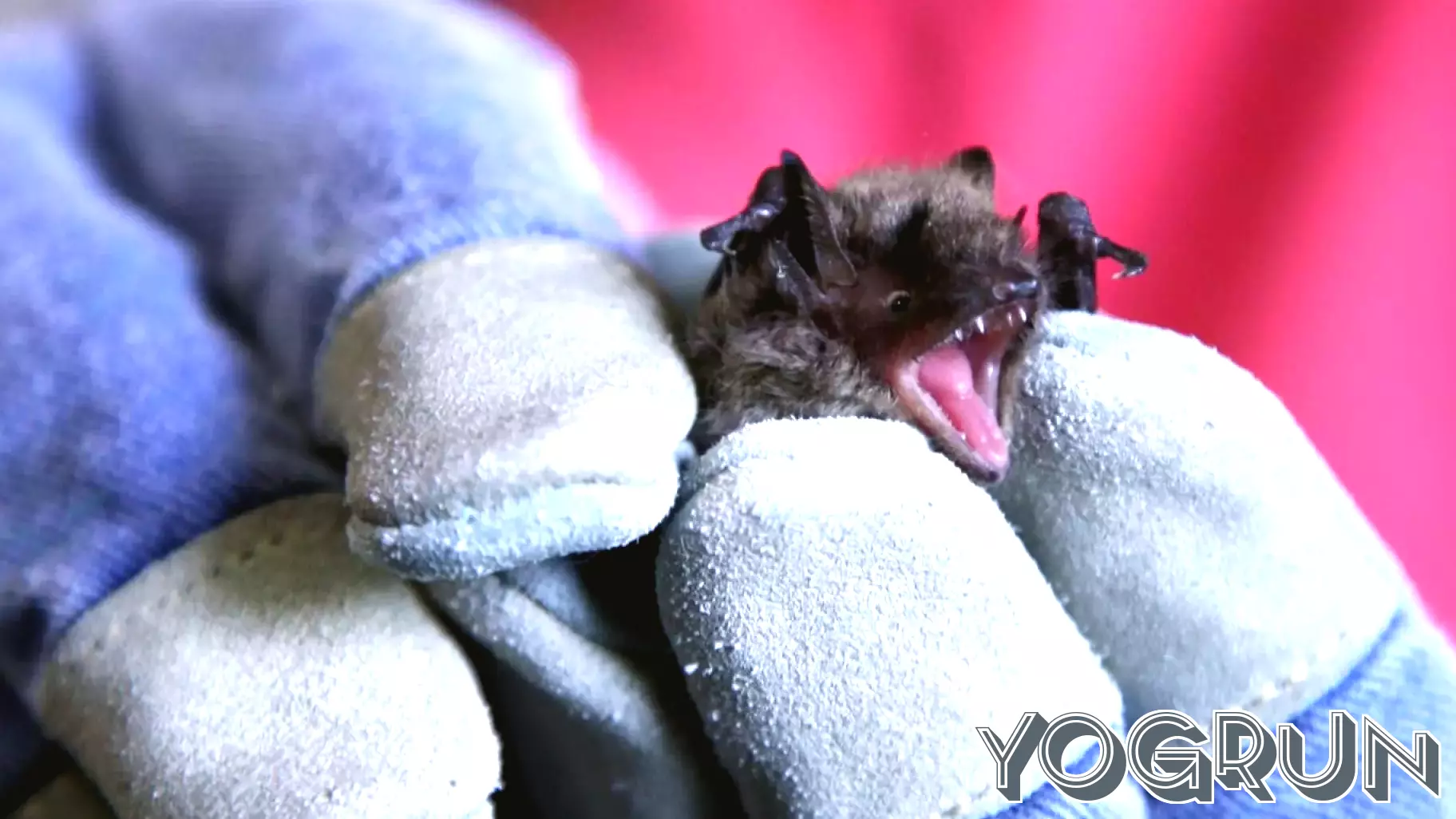 Officials Search for Woman Who Handled Rabid Bat in Minneapolis