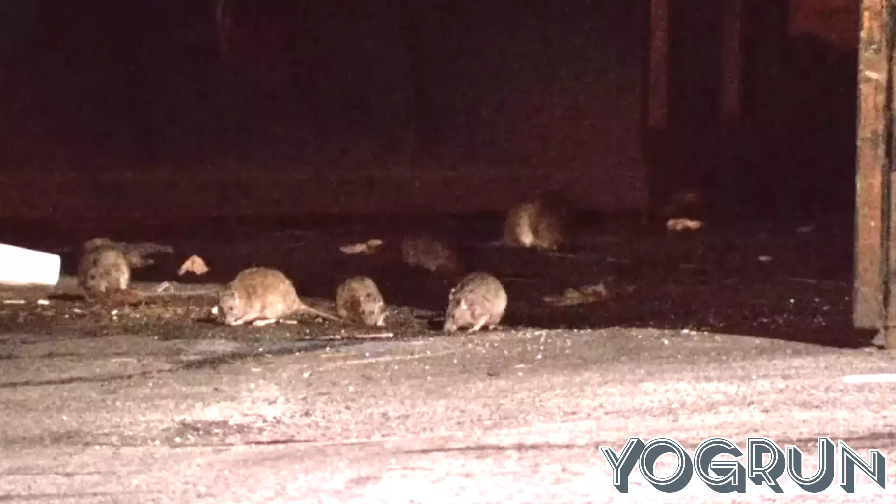 Philadelphia Council Pushes Health and Sanitation Agencies to Act on Rat Problem