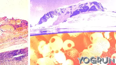 An Antarctic sea squirt could help treat melanoma
