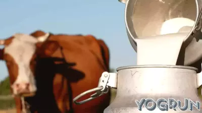 Despite health risks, raw milk is having a moment