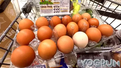 Eggs May Lower Alzheimer's Risk According to New Research