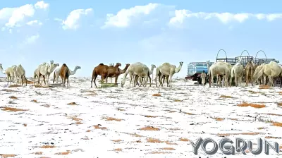 Establishing a Legal Framework for Pandemic Prevention and One Health