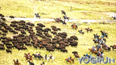 Hundreds of Antelope Island bison rounded up ahead of health checks, auction
