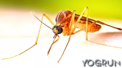 LA County health officials confirm first West Nile virus death of 2026