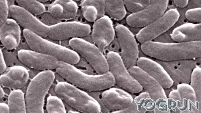 Louisiana health officials warn beachgoers of flesh-eating bacteria risk