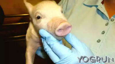 NOVUS vet: viral mitigation remains top priority for nursery pig health