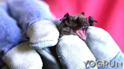 Officials Search for Woman Who Handled Rabid Bat in Minneapolis