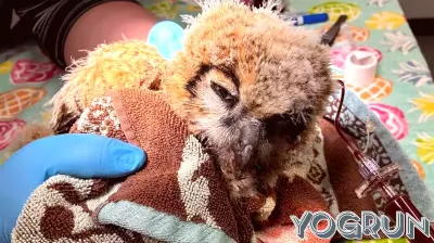 Owlet nursed back to health, thanks to woods visitors, local veterinarian, firefighters