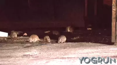 Philadelphia Council Pushes Health and Sanitation Agencies to Act on Rat Problem